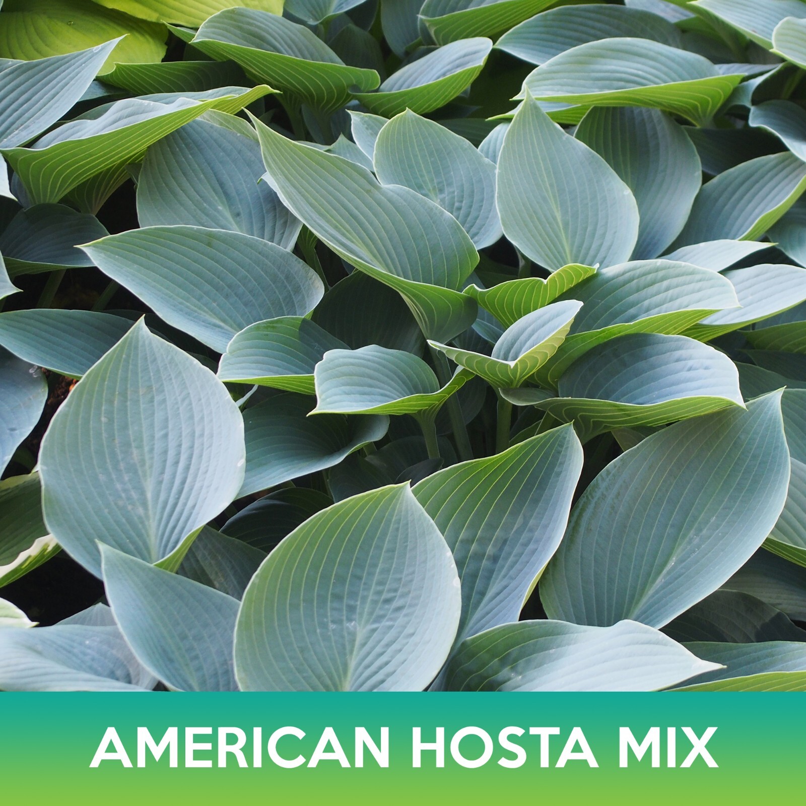 American Hosta Mix Seeds, Combined Shipping on 500+ Seed Varieties!