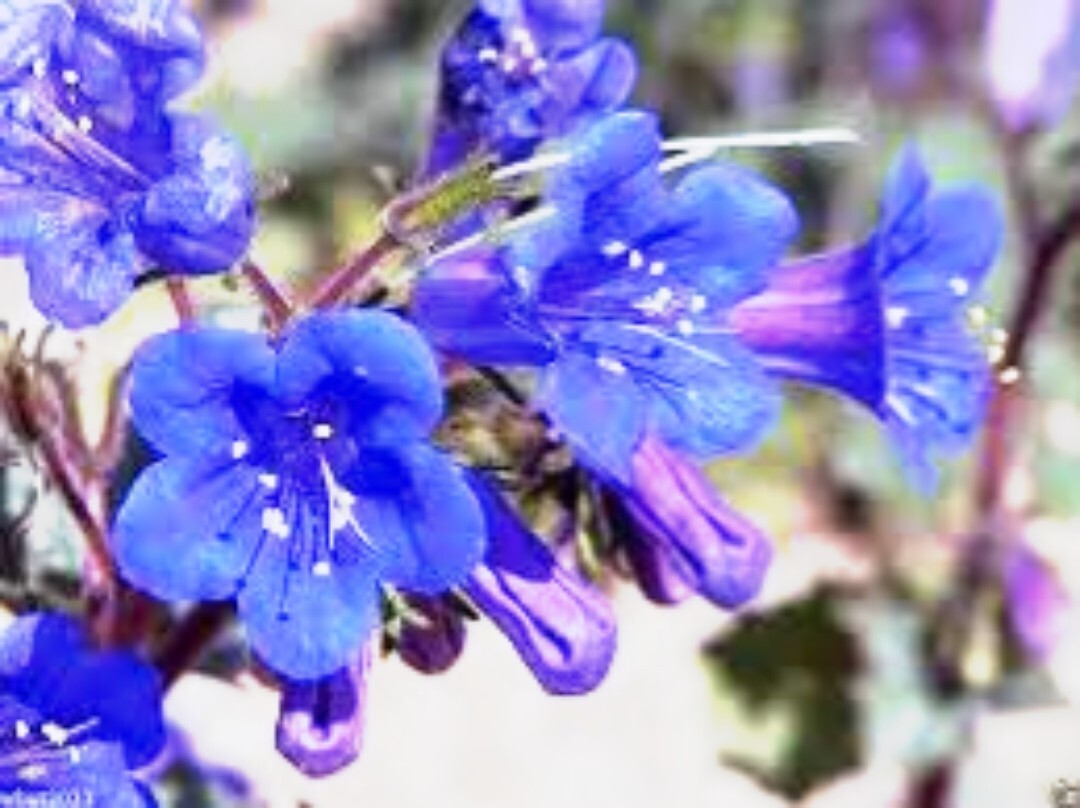 1000+ California Bluebell Campanula Seeds Flower| Fresh California Bluebell Seed