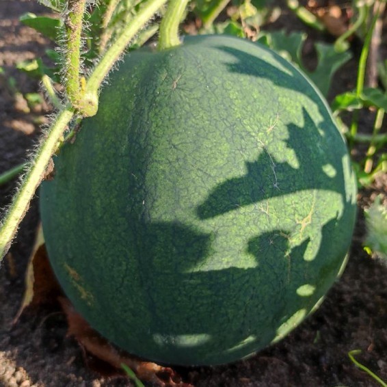 25 Premium Fresh Sweet Sugar Baby | NON-GMO | Watermelon Seeds-B 65