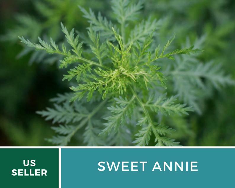 Sweet Annie – 50 Seeds – Medicinal Herb – GMO Free (Artemisia annua)
