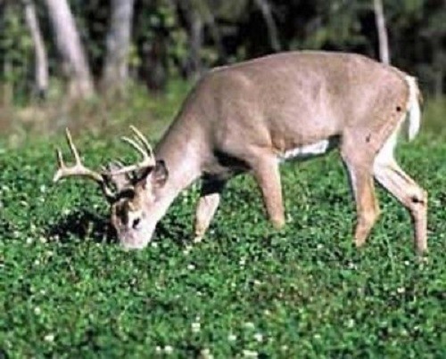New PINNACLE LADINO WHITE CLOVER Seed For Deer Food Plot Turkey Bees Large Leaf