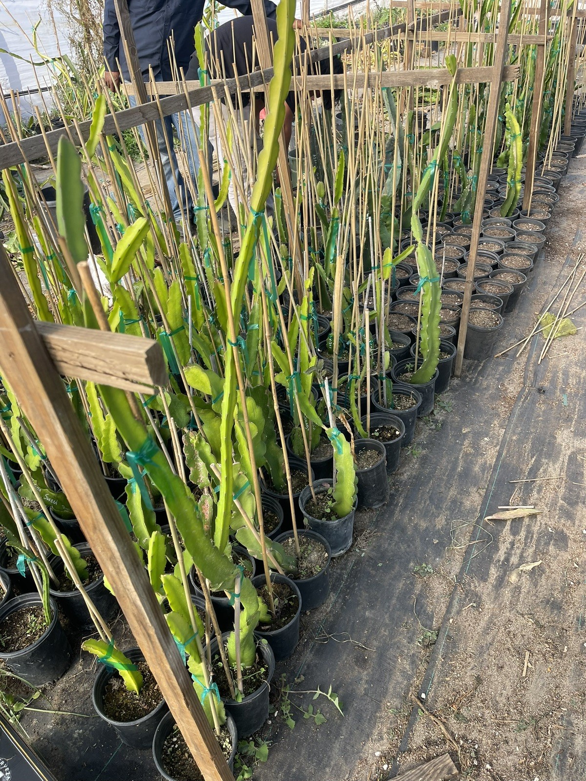 Mature “DIEGO’S DK SEEDLING” Dragon Fruit Cuttings