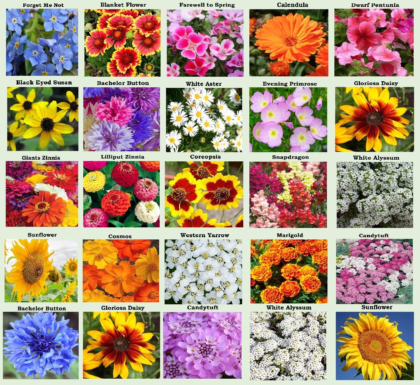 25 Heirloom Flower Seed Packets for Planting: 20+ Varieties Flower Seeds – Fo…