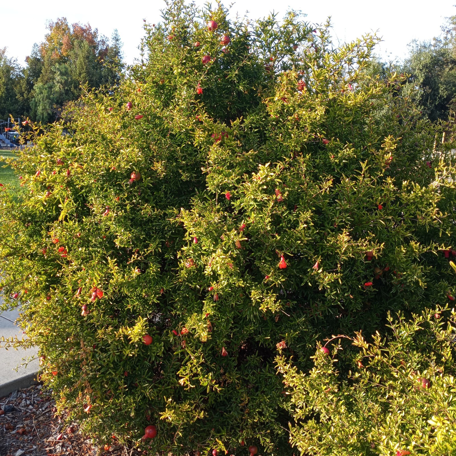 25 DWARF Pomegranate Tree Seeds Punica granatum Nana Garden Fruit House Plant