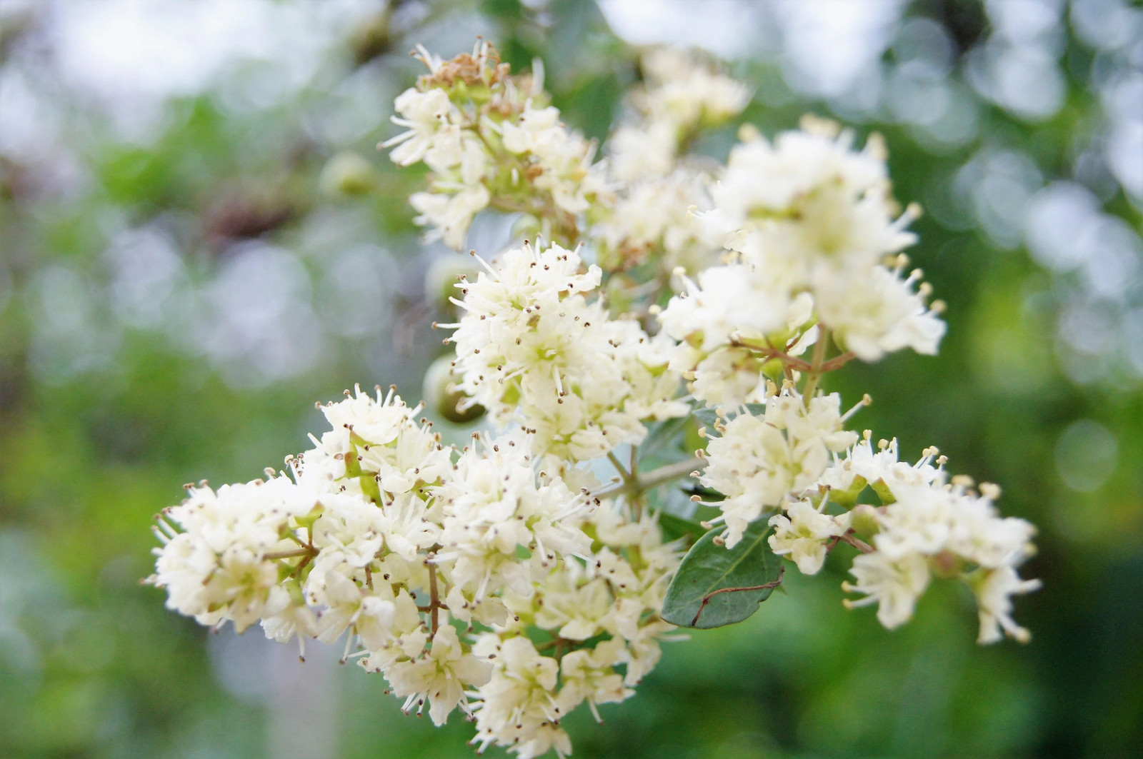 40 WHITE FLOWERING HENNA Tree Lawsonia Inermis Alba Dye Tattoo Flower Seeds