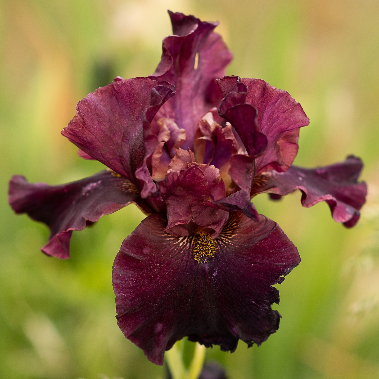 **Sweet Cherry Wine** Tall Bearded Iris. Freshly Dug, Combined Ship: Jul – Sep