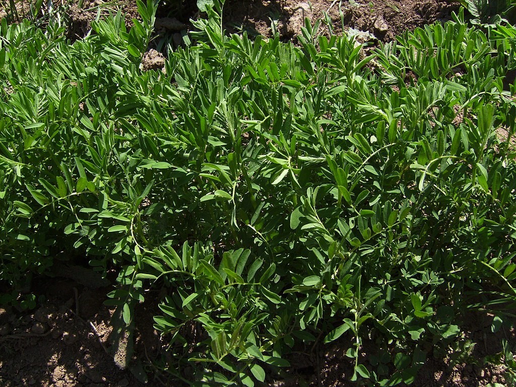 100 Organic Black Lentil Seeds Non-GMO Great For Growing Sprouts! Free Shipping