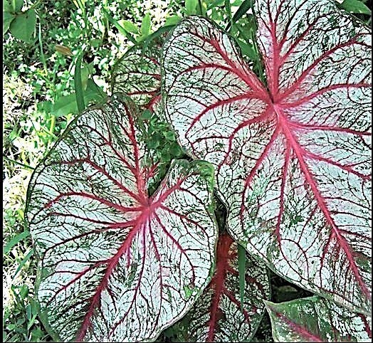 Caladium ‘Florida Sunrise’ Size#2(2 bulbs) (You get 2 bulbs)