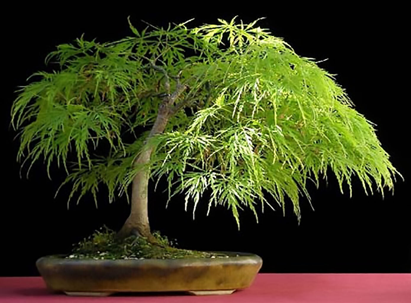 Lace Leaf Japanese Maple, Acer palmatum dissectum Tree Seeds (Showy Fall Color)