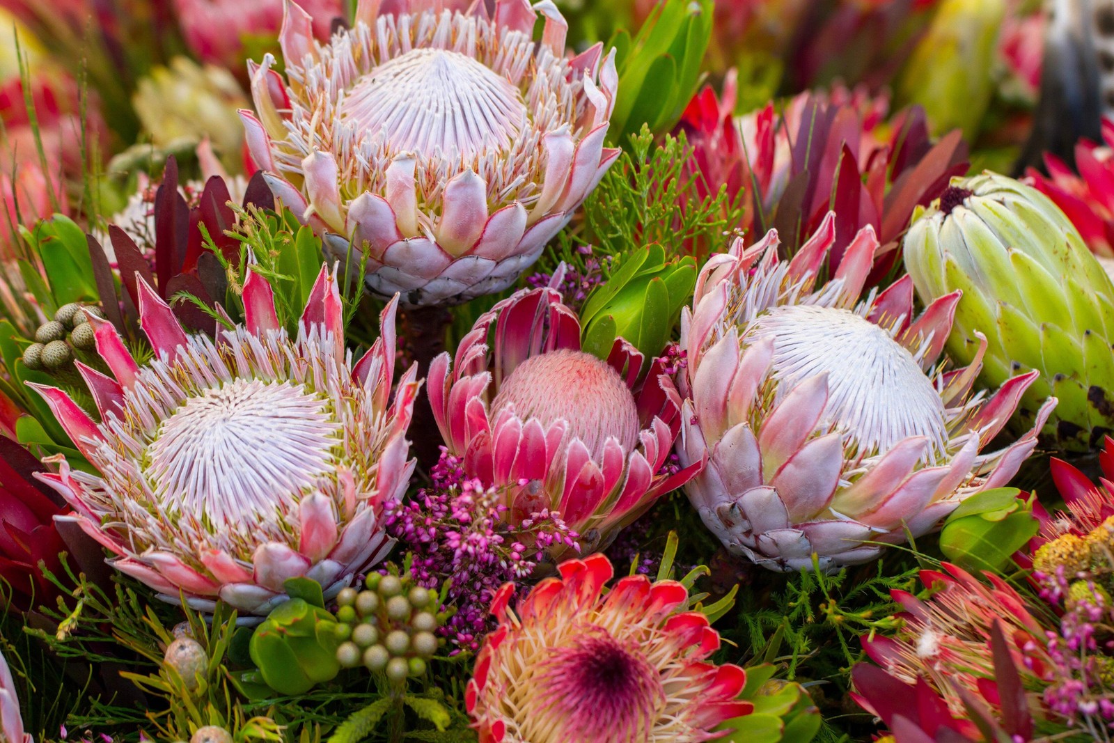 5 Giant KING PROTEA Cynaroides Sugarbush Rare 12″ Flower Seeds