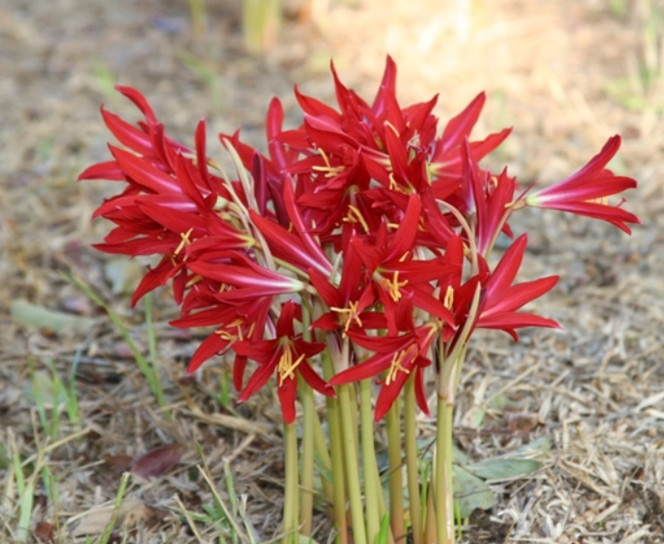 Oxblood Lily Bulbs Lilies Rain Schoolhouse Hurricane Rhodophiala bifida-17 bulbs