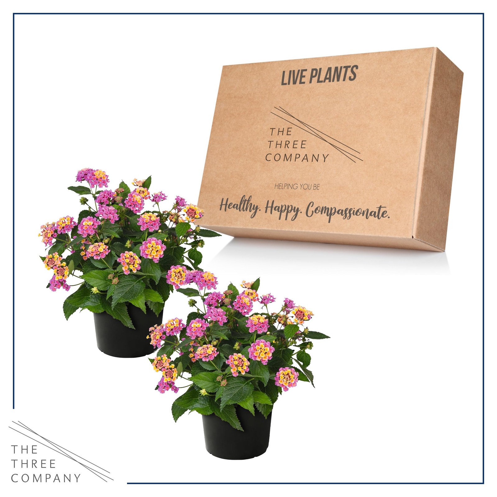 Live Flowering Lantana – Havana Pink Sky (2 Plants Per Pack), Healthy Bloomin…