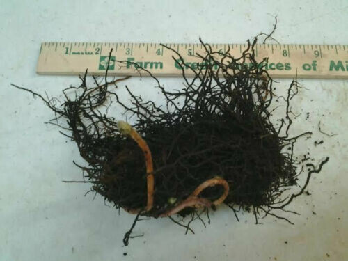 20 Hay Scented Fern Clumps of 10-12 Rhizomes – Dennstaedtia punctilobula