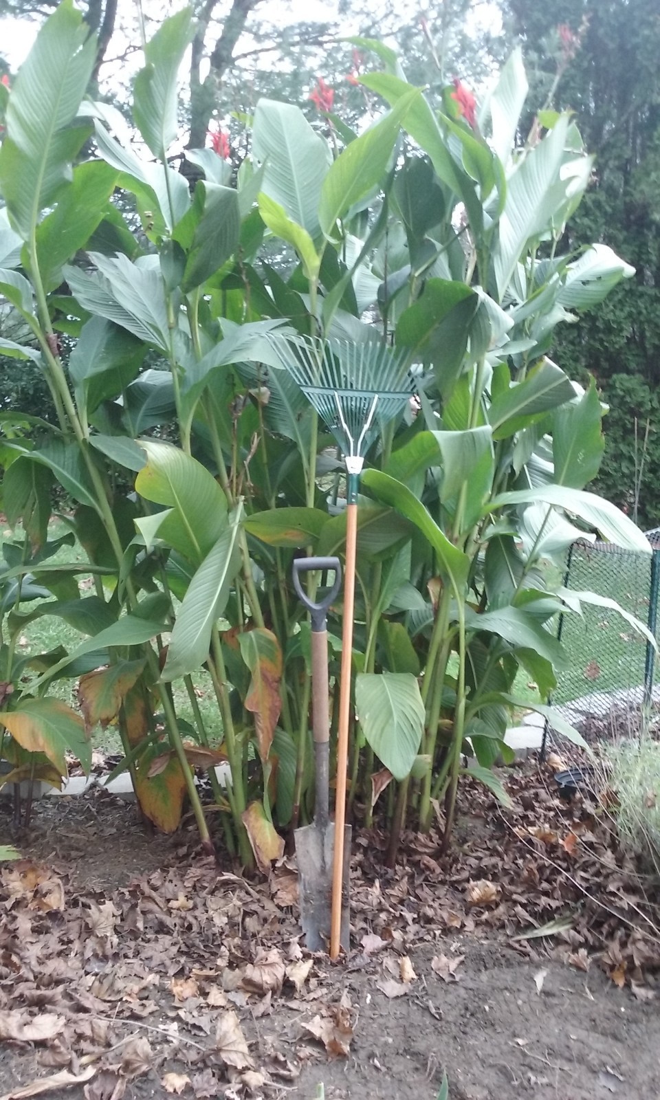 100 Canna Lily Seeds -Red Tall -Red Flower -Green Leaves -6-10 ft tall Free Ship