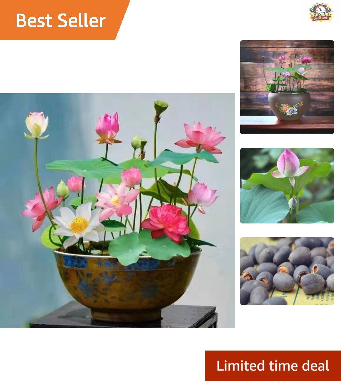 Beautiful Pink, Red & Green Lotus Seeds – 10pcs for Indoor/Outdoor Water Plants