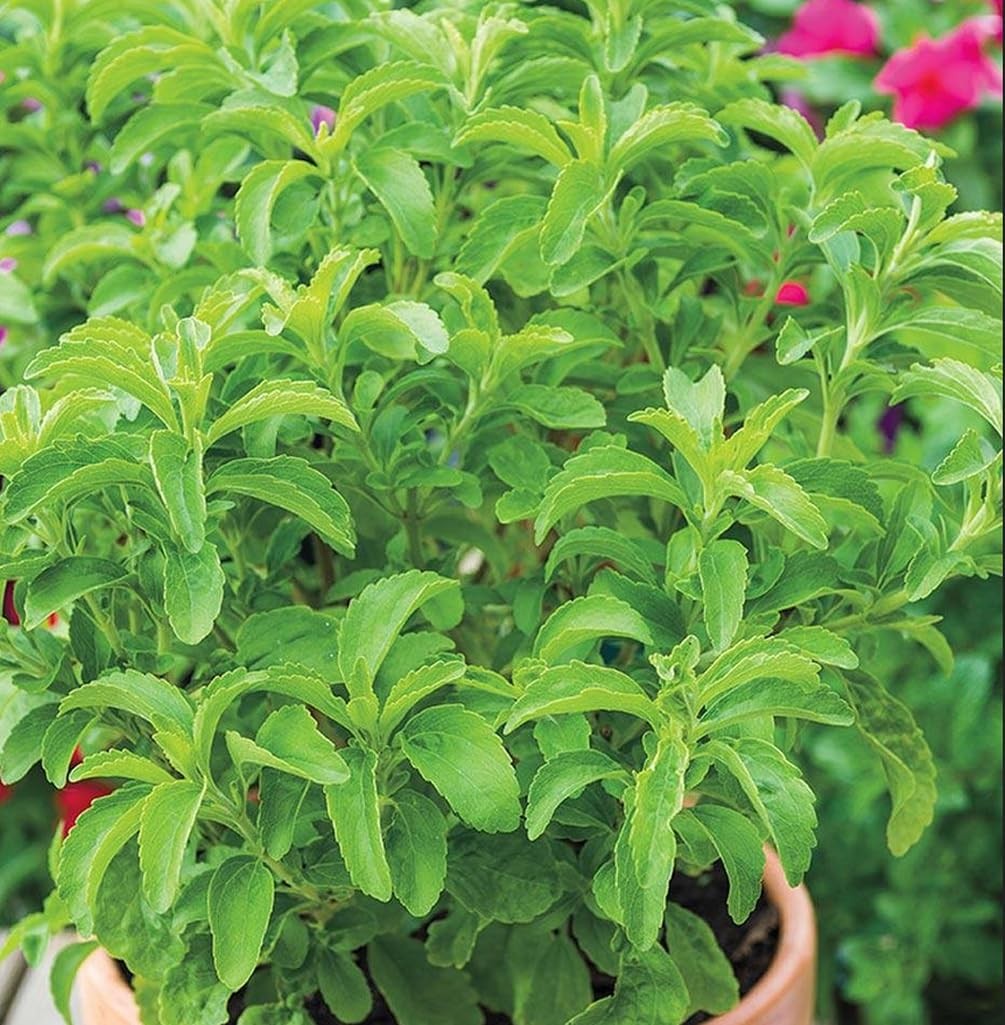 100PCS Stevia Plant Seeds for Home Gardening and Natural Sweetener Use
