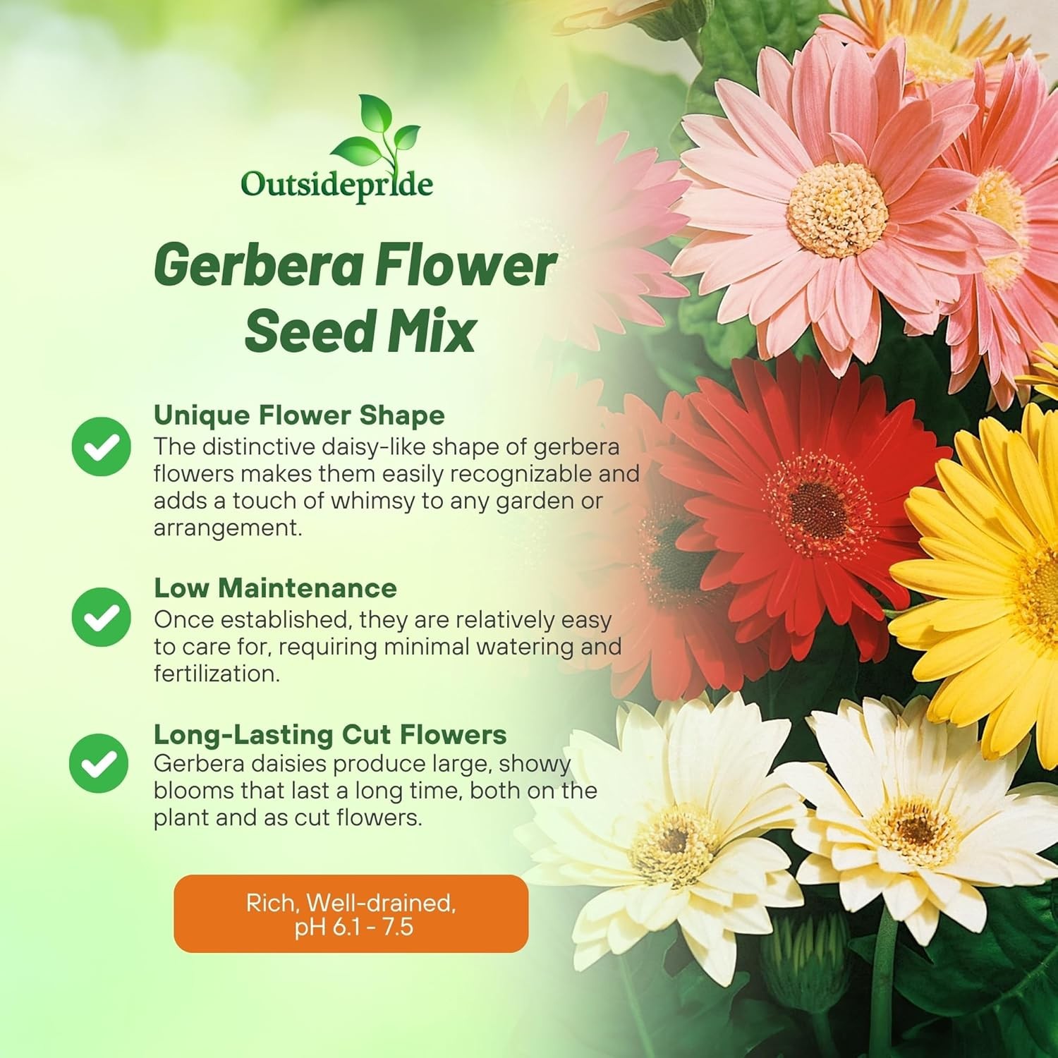 200 Seeds Gerbera Seeds For Planting | Perennial Gerbera Flower Seed Mix