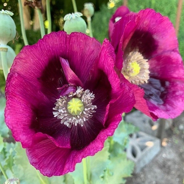 5,000+ Heirloom Organic Lauren’s Grape Papavaer Somniferum Poppy Seeds. Non-GMO