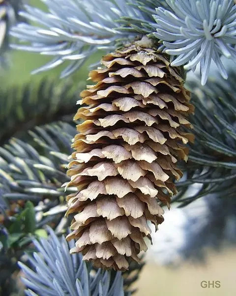 50 Colorado Blue Spruce Seeds – Picea pungens glauca Evergreen