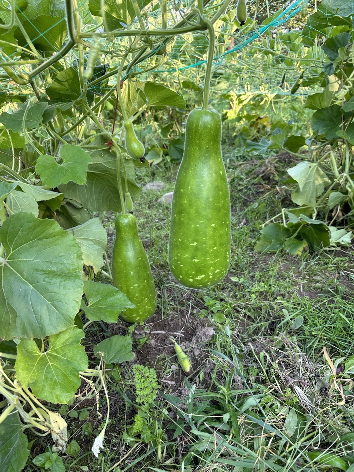 Big Bottle Gourd seeds || Lovely F1 Bangladeshi Lau Seeds || 6 Deshi Lau seeds