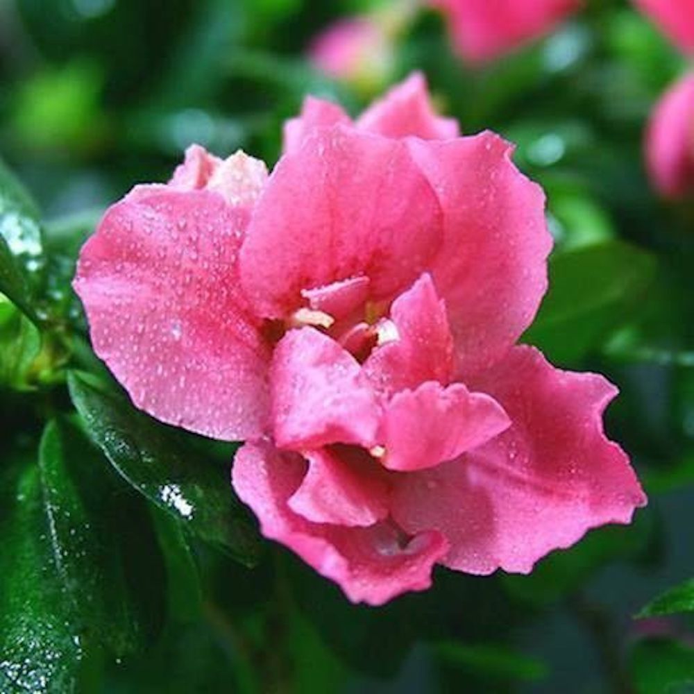 20 EXOTIC RARE GARDENIA SEEDS for garden flower beds plant bush USA SELLER USPS