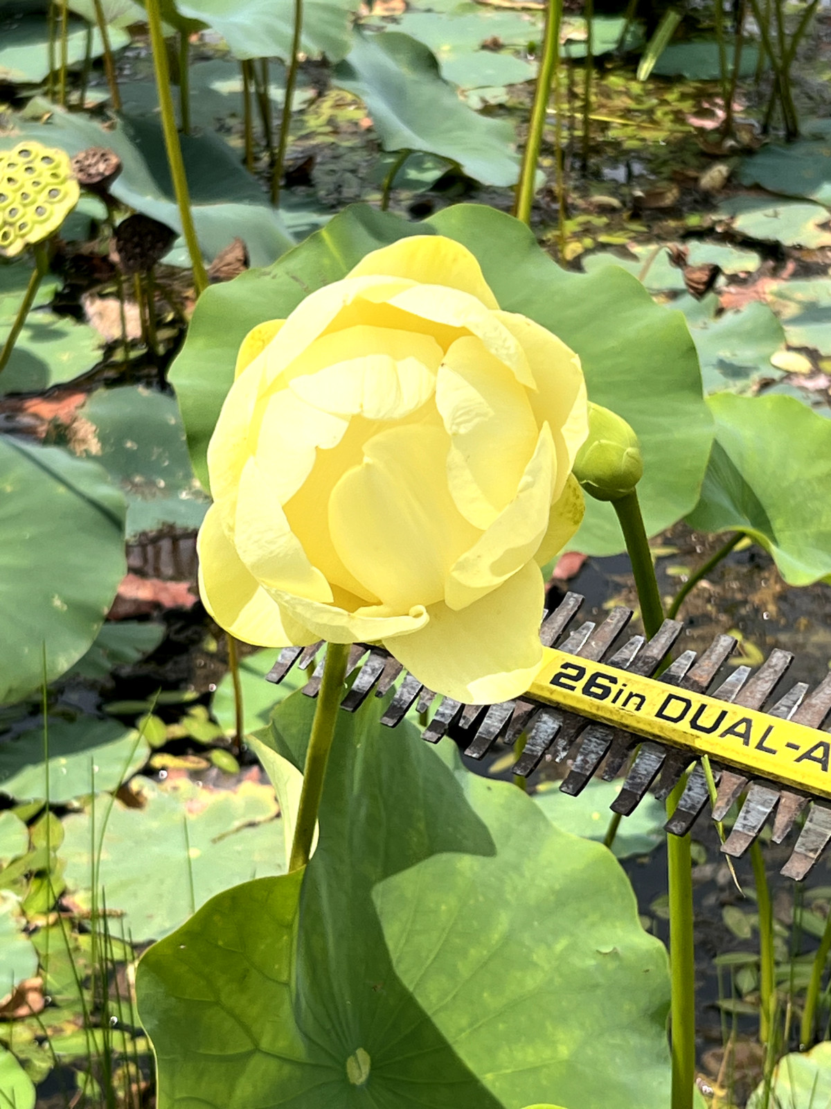 40 Seeds Yellow Lotus Flower Seeds American Water Lily for Pots or Pond