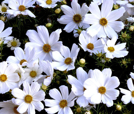 COSMOS PURITY Cosmos Bipinnatus – 1,000 Bulk Seeds
