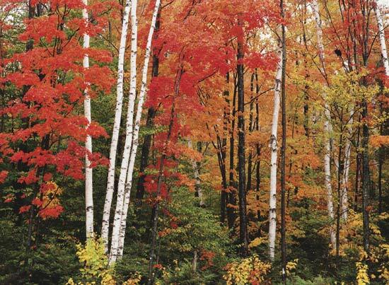 Paper Birch, Betula papyrifera, Tree Seeds