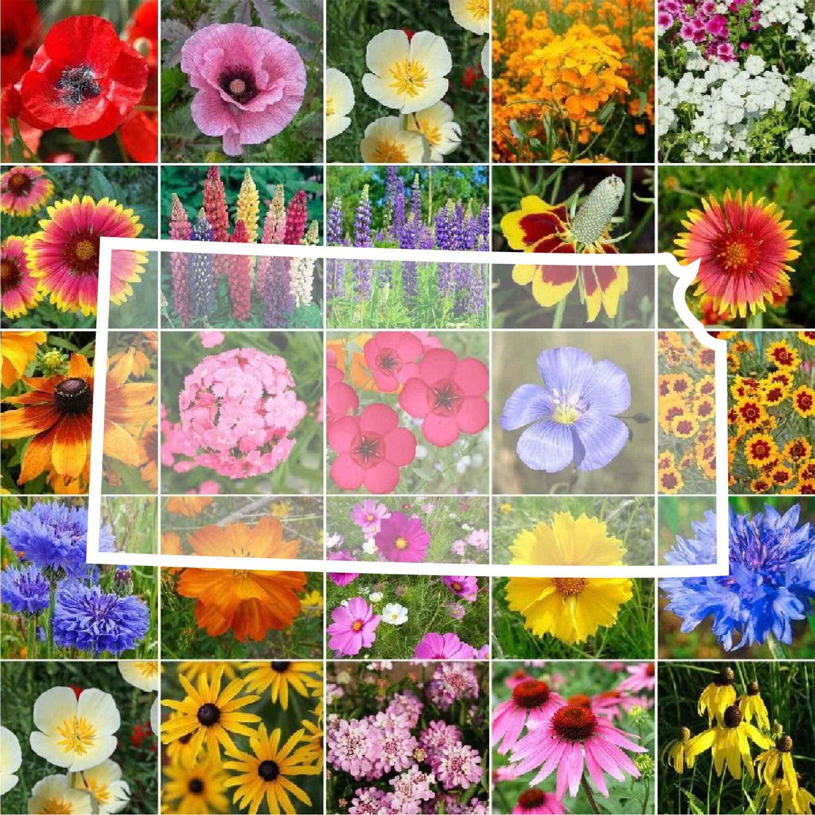 Wildflower KANSAS State Flower Mix Perennials & Annuals USA Non-GMO 1000 Seeds