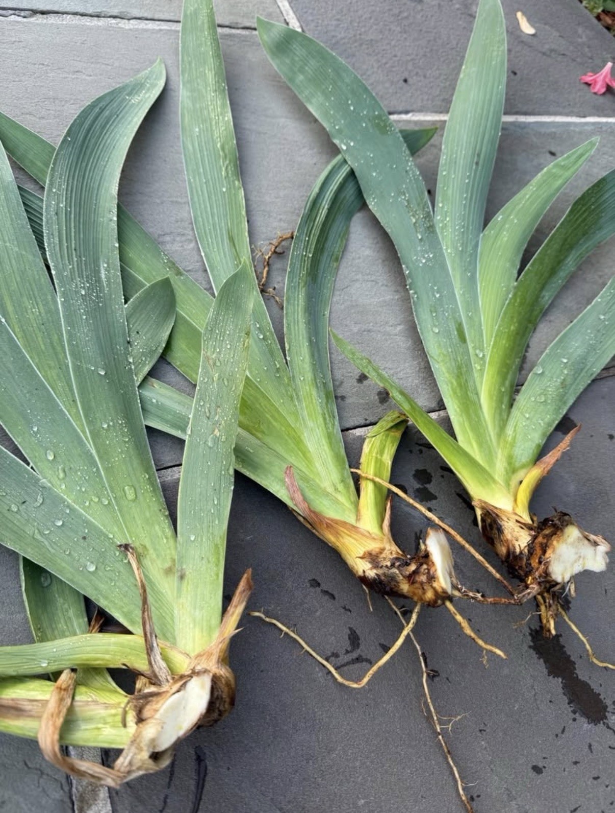 Frosty Spirit BEARDED IRIS Fresh Dug Rhizome-Reblooming