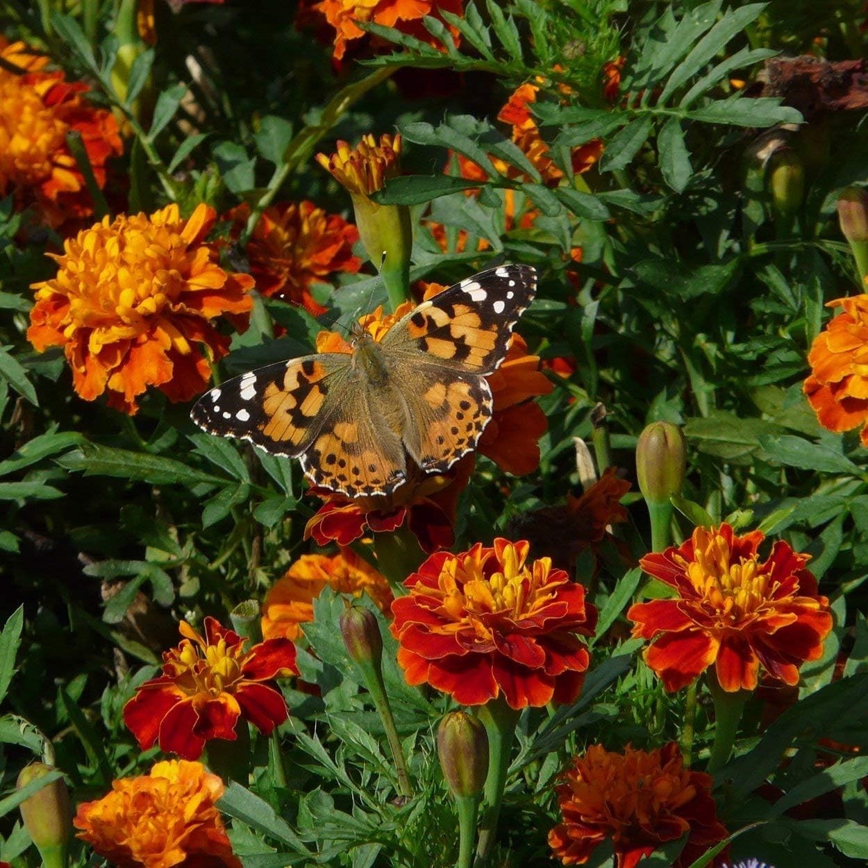 Beautiful Non-GMO Marigold Flower Seeds – Perfect for Outdoor Gardens, 200 pcs