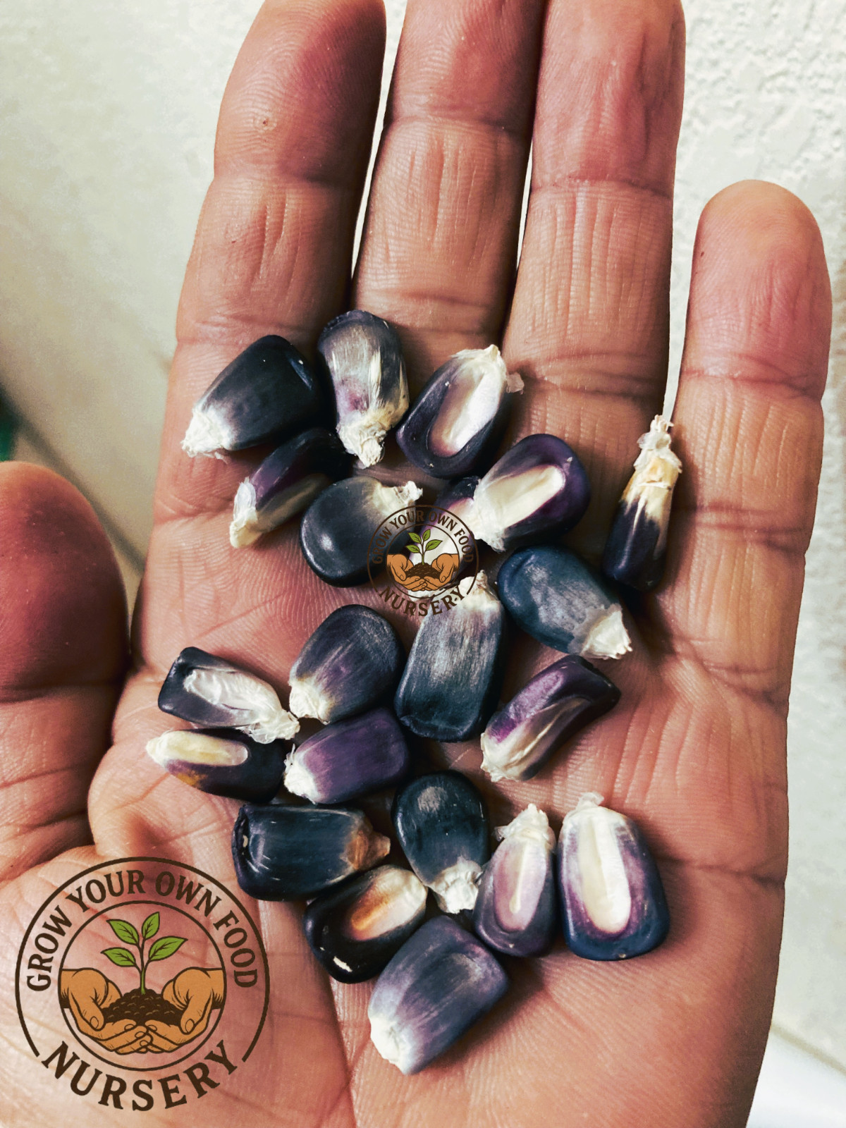 Open Pollinated,Heirloom Mexican Blue Corn Semilla de Maiz Azul 50 Non GMO Seeds