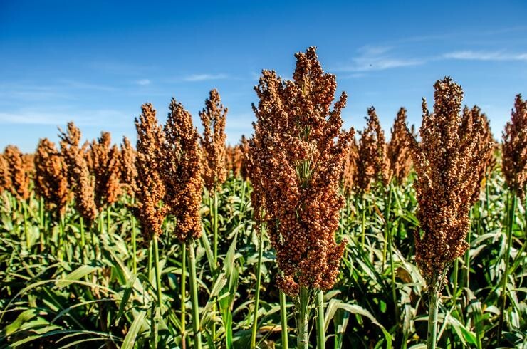 2 lb. Milo Food Plot Seed Wildlife Pasture Seeds