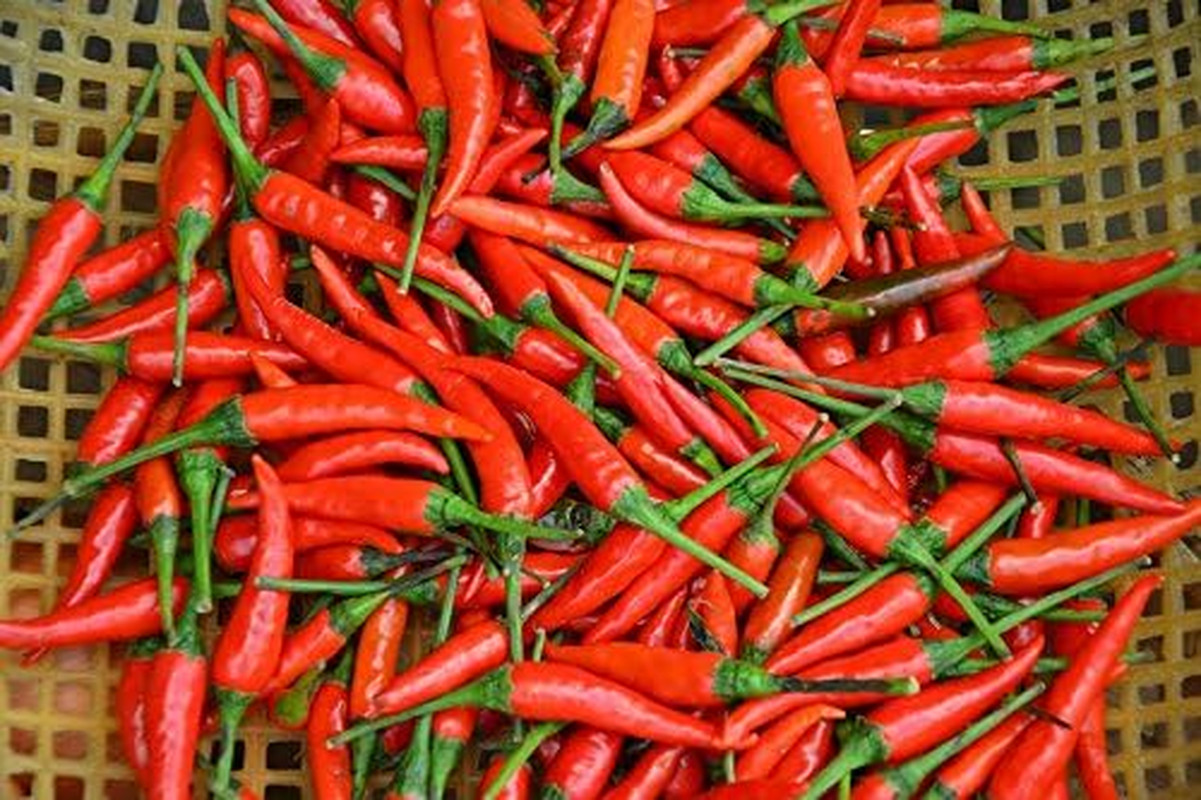 Hot Pepper Seeds – Tabasco – Heirloom –