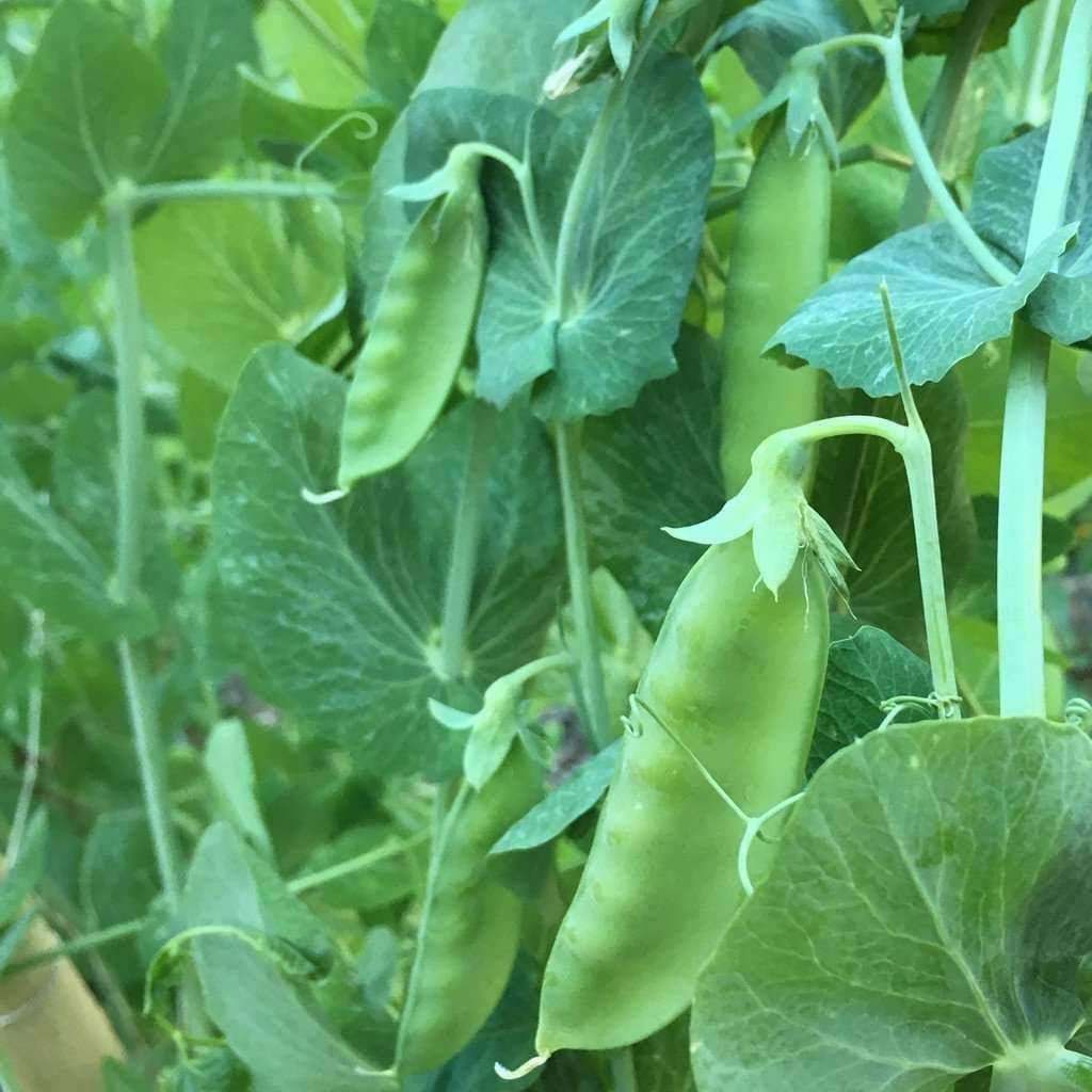 20+Snow Pea Seeds Chinese sugar Snap Pod peas Mammoth Melting Sugar Pod Pea USA
