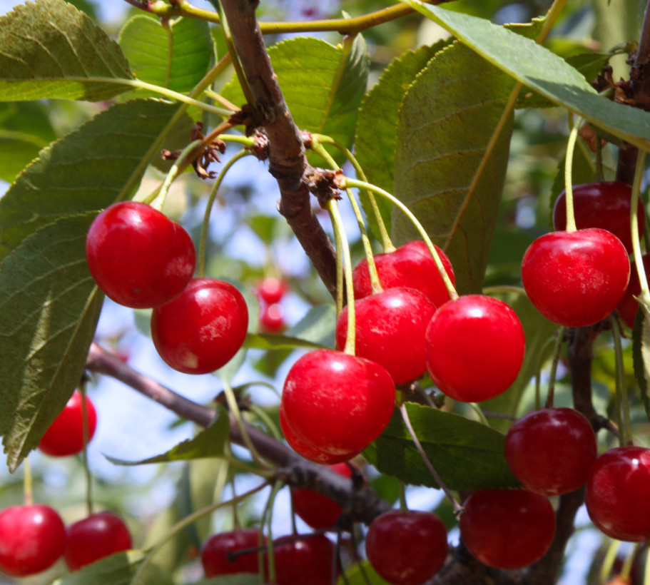 10 Non-GMO Montmorency Sour Cherry Seeds – Prunus cerasus – Tart Cherry Tree