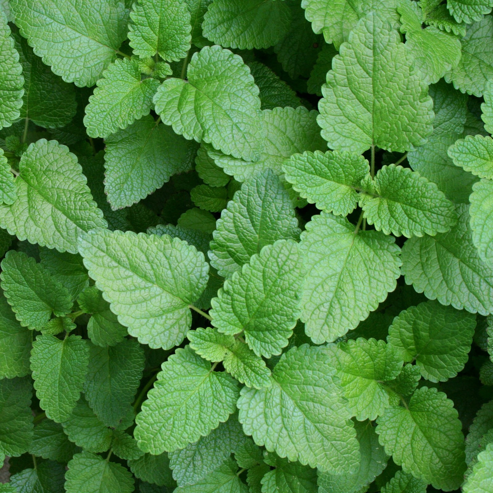 Melissa officinalis 500 Seeds – Lemon Balm