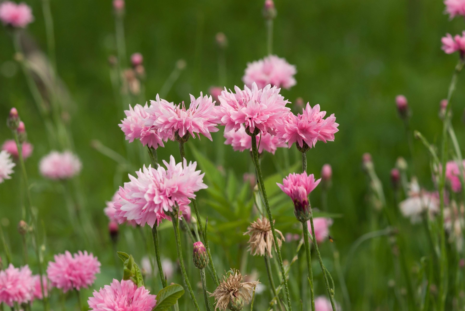 750 Pink BACHELOR’S BUTTON / CORNFLOWER Centaurea Cyanus Flower Seeds