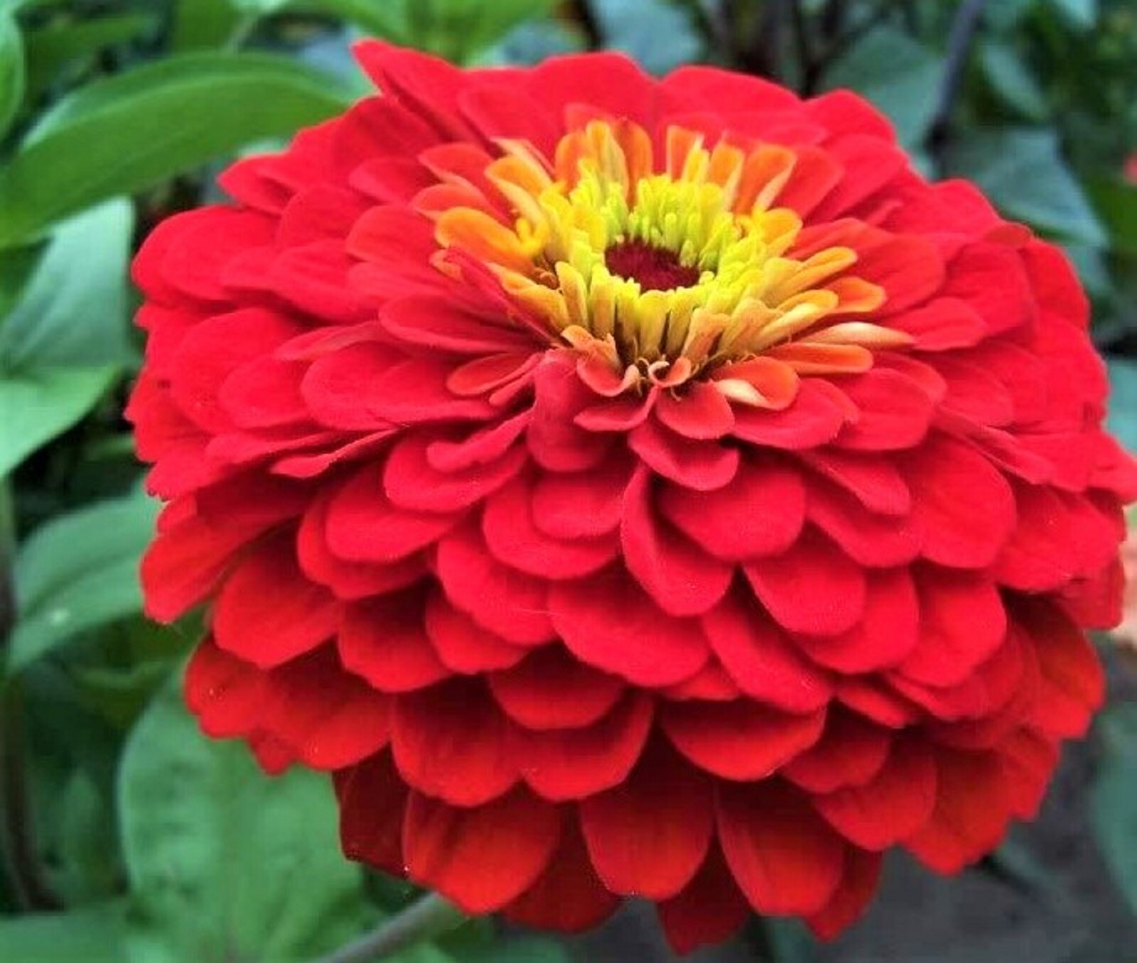 Cherry Queen Zinnia Seeds NON-GMO 100+ SEEDS BUY 4 ITEMS FREE SHIPING