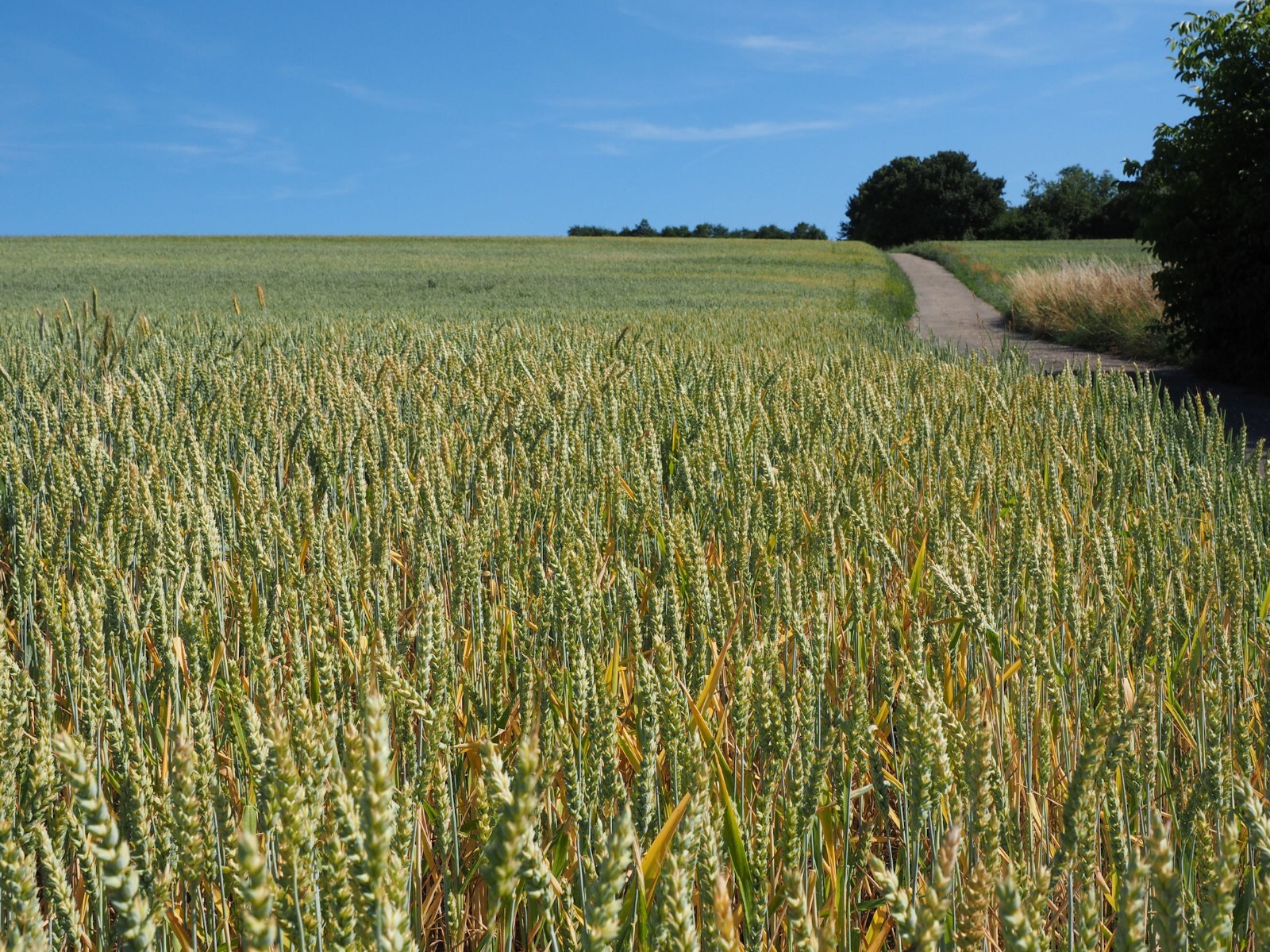 50 Ancient Einkorn Grain Seeds! -An Historic Heritage Variety –Heirloom Wheat