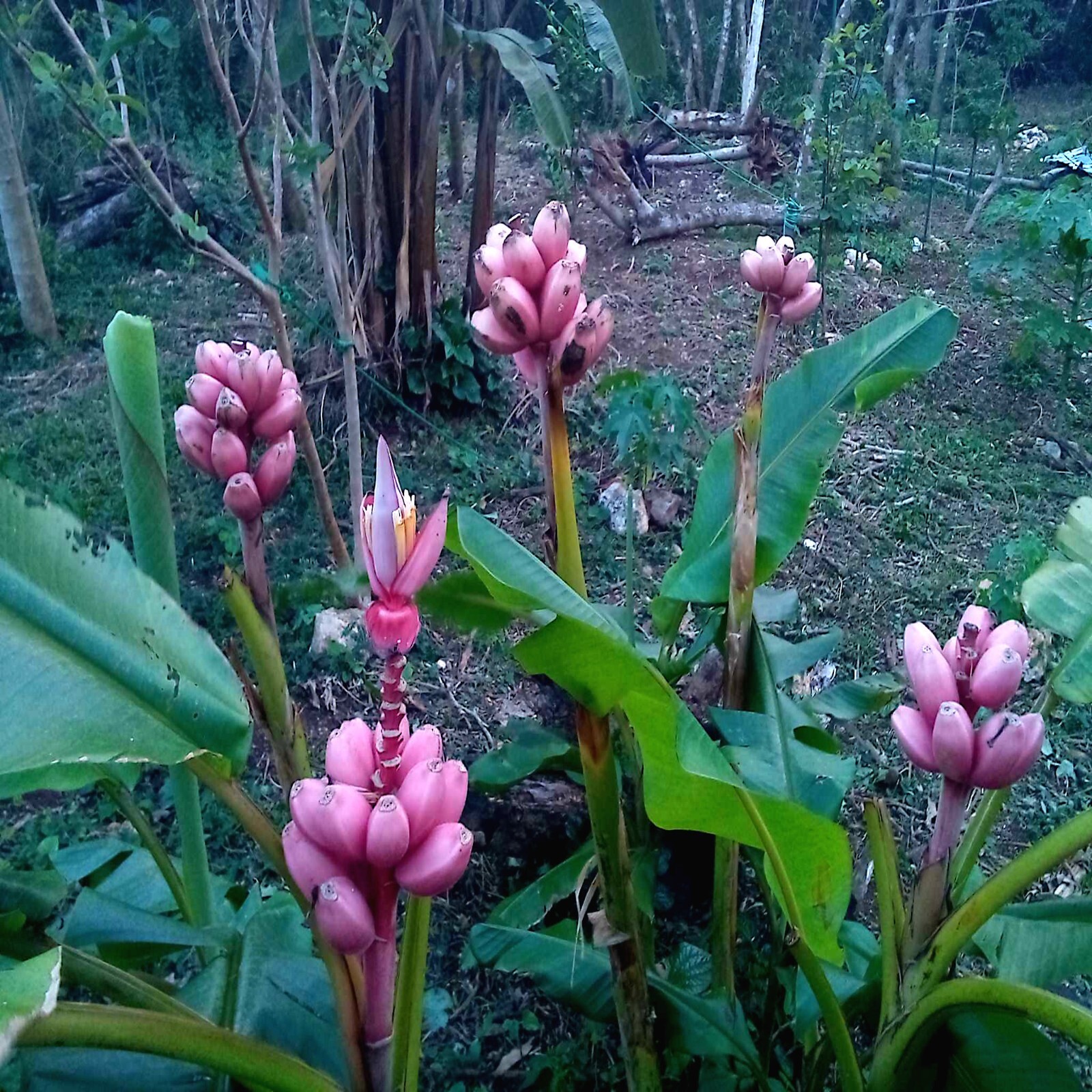 5 Pink Dwarf Banana Tree Fruit Plant Seeds (Musa velu.) Rare Fast Hardy-Zone 7b