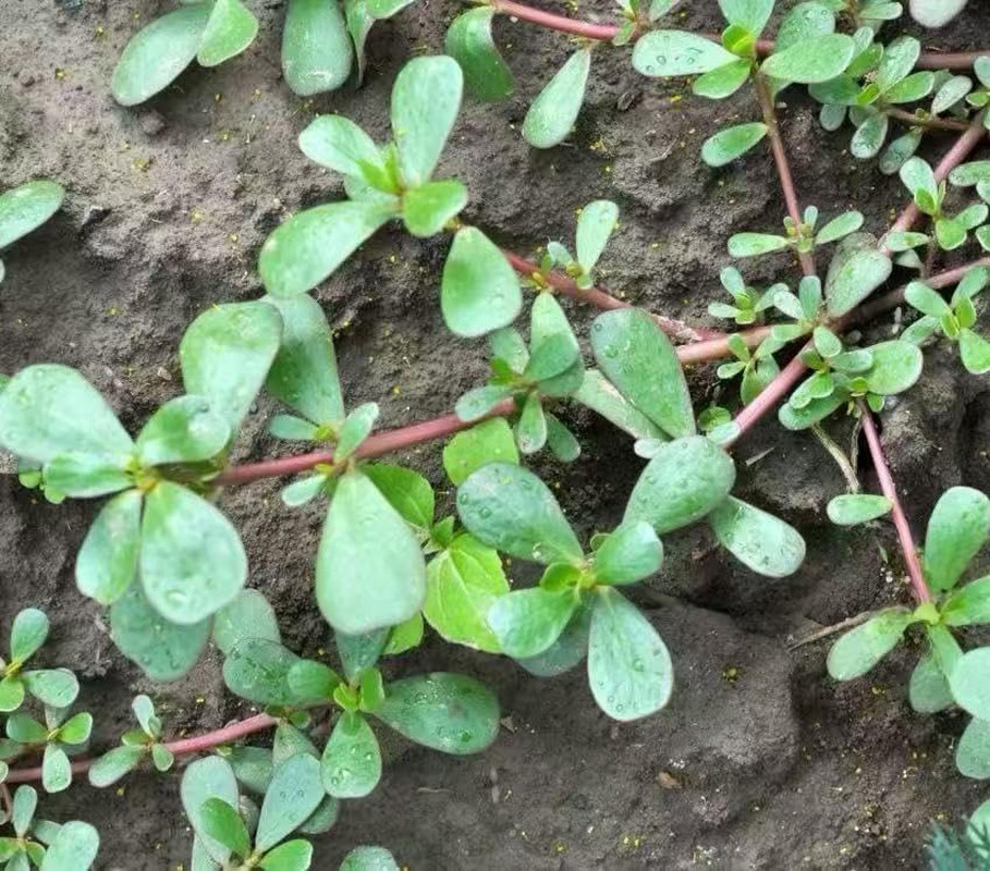 7000+ Green Purslane Seeds – 1 Oz Non-Gmo Heirloom Vegetable Seeds for Planting