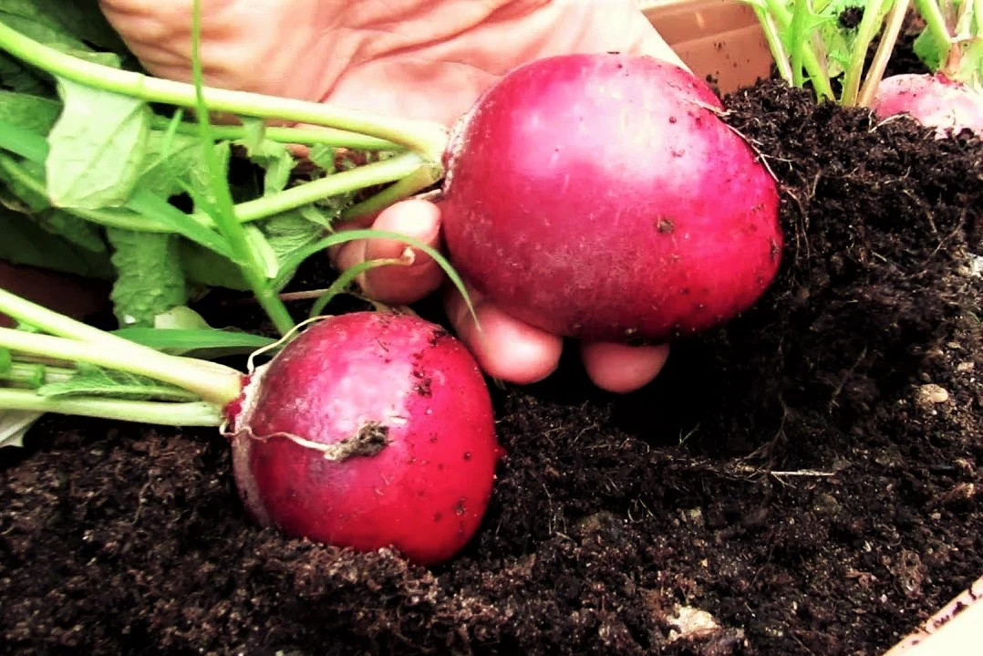 German Giant Radish Seeds | Red Globe Radishes Crimson Root Vegetable Seed 2024