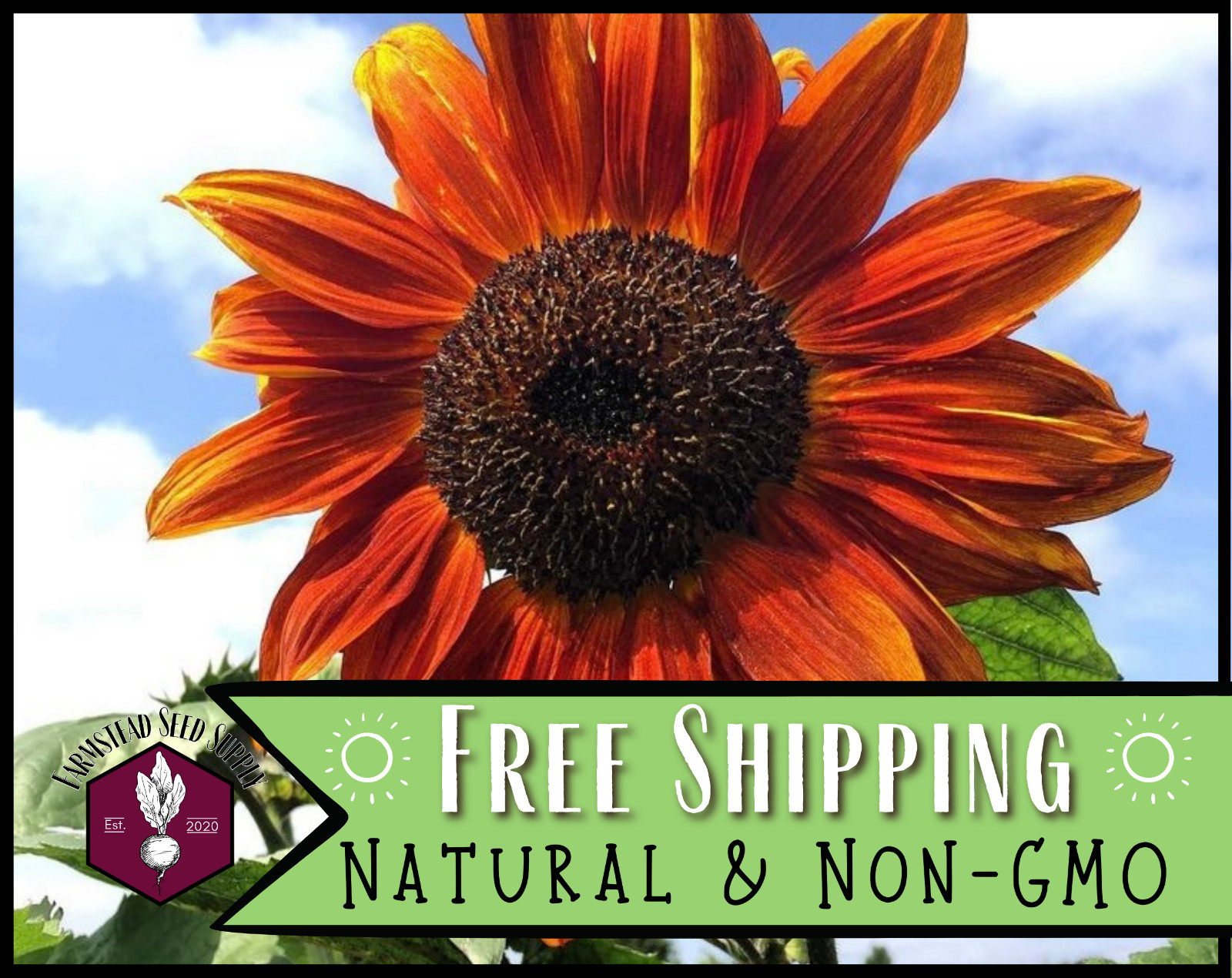 125+ Velvet Sunflower Seeds, Rare Flower Gardening Plant Seed Packet, Non-GMO