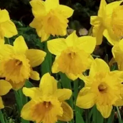 DAFFODILS 12 Dutch Master Bulbs