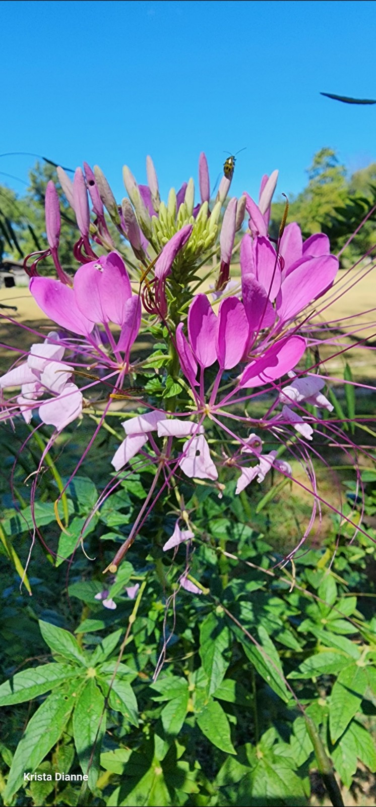 100+ Cleome seeds / Spider Flower, mixed Pink/purple, harvested 09/2024
