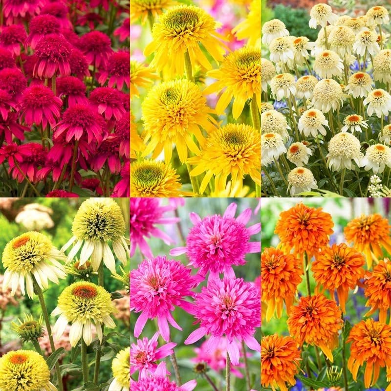 1000+ Double Echinacea Coneflower Seeds for Planting -Perennial Cone Flower Seed