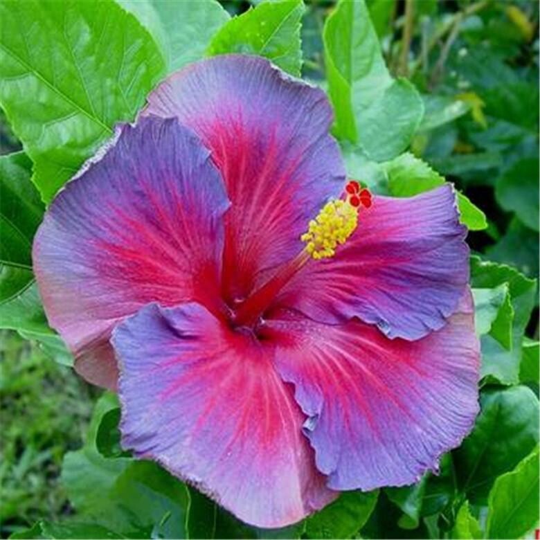 20 SEEDS Purple Red HIBISCUS flower exotic garden/house plant USA Seller