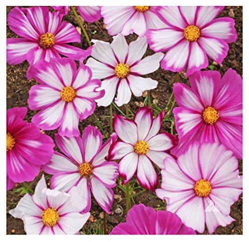 1000 Cosmos Candystripe Seeds – Long Blooming Period in All Zones – 4-5′ Tall…