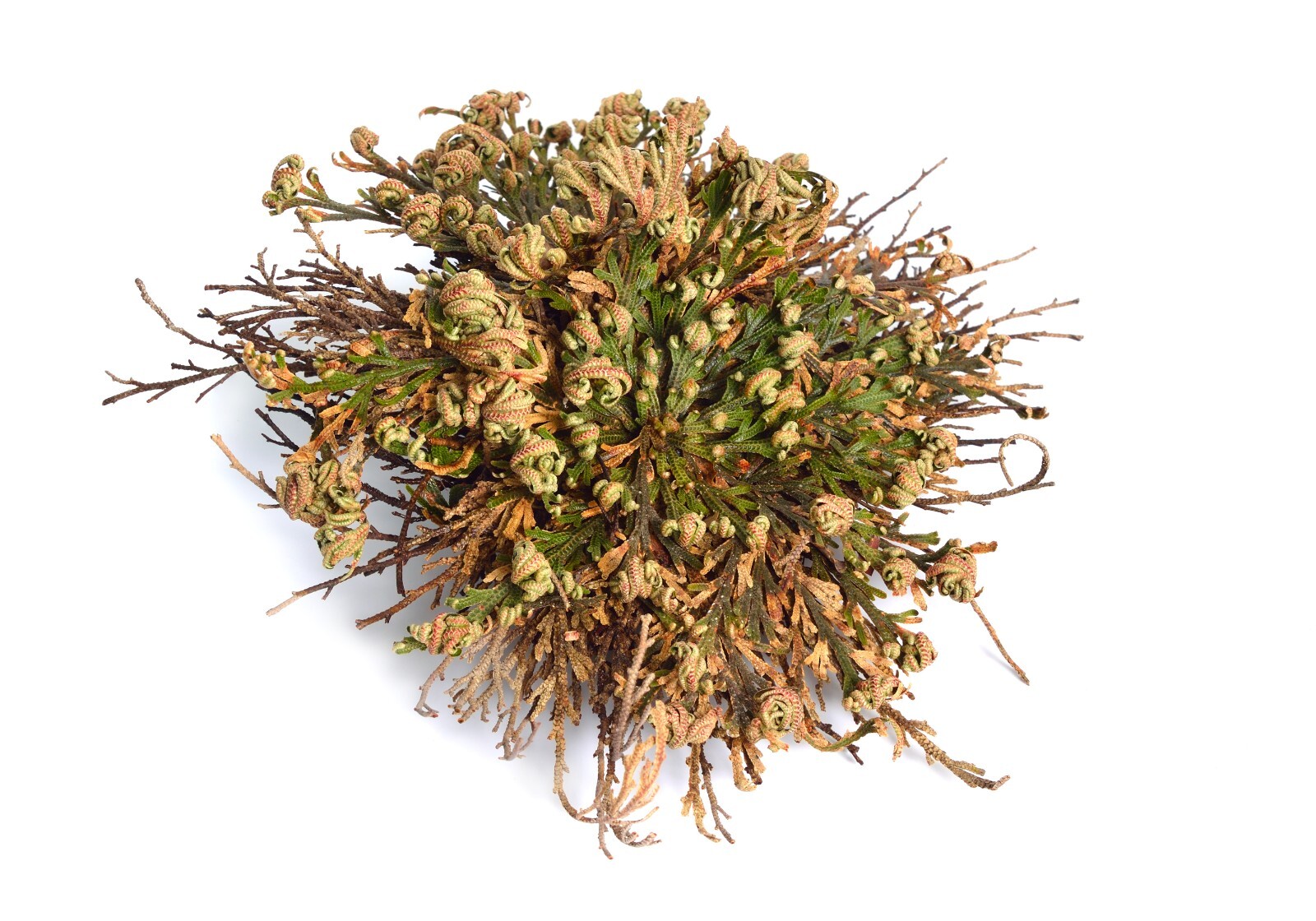Rose of Jericho Flower Resurrection Rose Flor de Peña Selaginella Lepidoph Plant